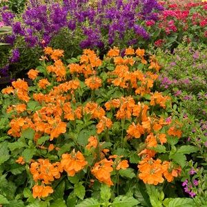 Meet your Posher, Akira